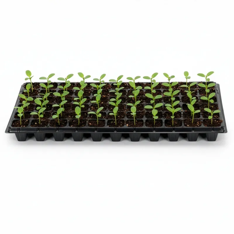 Multisection tray GA0221 52.5 x 31.5 cm